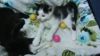 Котятам уже 30 дней . Совсем большие .