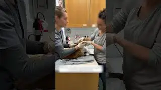 The fox tried to steal a chicken, but a kind man ended up saving her.