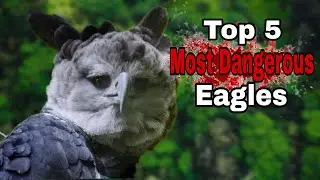 TOP 5 MOST DANGEROUS EAGLES IN THE WORLD