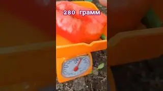 Перец 🌶️280г - это много или мало? #болгарскийперец #теплица