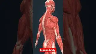 human body for male #shorts #3dmodel #humanbody