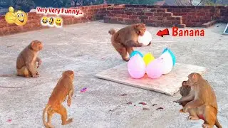 Balloon लेकर क्यों भाग रहा है बंदर,आखिर Balloon में ऐसा क्या है ? Monkey Balloon funny Video