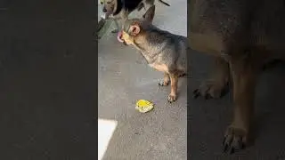 Mi perro se encontró un tesoro… #cuban #dog