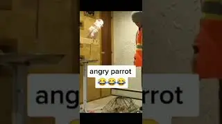Angry parrot
