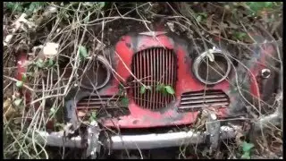Bamboo Forest Barn Find     The Barnaby Chronicles