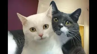 кошки или...