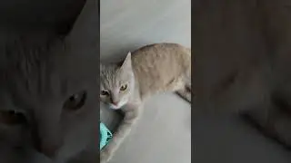 В двойне шизофреник 