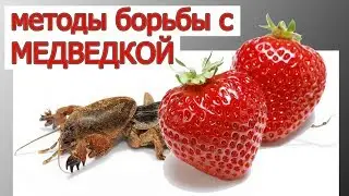 МЕДВЕДКА НА КЛУБНИКЕ: чем опасна и как с ней бороться.