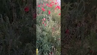#недвижимостьсербии