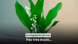 Pas très écolo, le muguet du 1er mai !