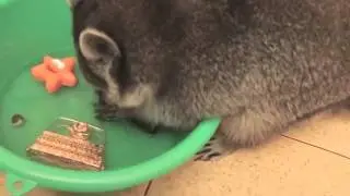 Прикол Енот Гоша