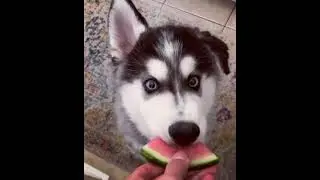 Собаки. Собака ест арбуз Dogs. Dog eat watermelon