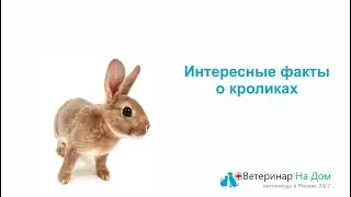 Интересные факты о кроликах