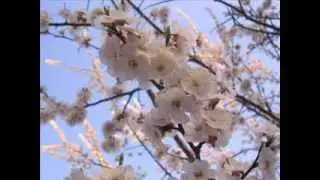 Сады цветут! Известная песня в исполнении Зары!