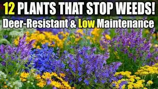Plants That Reduce Weeds AND Repel Deer! - Texas Gardening