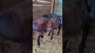 Баранчики АРАШАНЫ на продажу тел. 89064759218