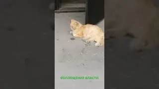 Частное охранное предприятие - "К.О.Т.". Воплощение власти.