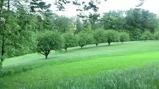 11.05.2024 ( Forest 🌳 views