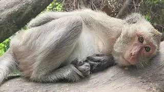 Why Jade, the  Oldest Monkey, Feels Powerless Sleeping Solo on the Tree.
