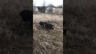 РОТВЕЙЛЕР Борис хочет любви