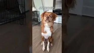 #dogshorts #doglovers
