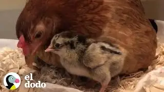 This adopted hen rescued an egg that wasn't hers | The Dodo
