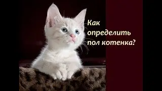 How to determine the sex of a kitten