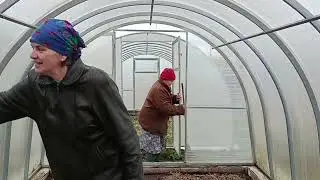 Собрала последние огурцы, помыла теплицу и заготовки на зиму.