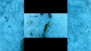 КРУПНЫЙ СУДАК КЛЮНУЛ НА ОКУНЁВУЮ БЛЁСЕНКУ. КРАСАВЧИК.