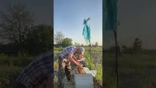В каком состоянии находится рой?!🐝🐝🐝🐝🐝