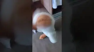 #кокос