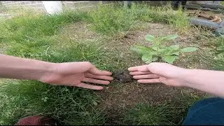 I Rescued a Baby Bird Today.