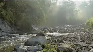 Peaceful Relaxing Sounds of A Soothing Stream In Nature While Joyous Birds Sing & Play