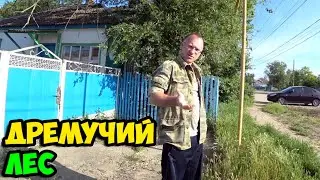 Сюжет из жизни в деревне о том, как я начал наводить порядок в дремучем лесу палисадника около дома