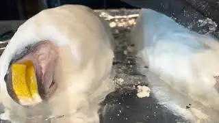 Salt-crusted Sea Bass // fastest most delicious simple recipe