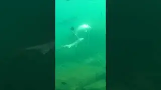 Дуплет.