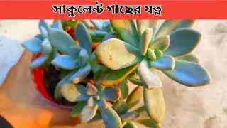 মোটা পাতার সাকুলেন্টের যত্ন || Pachyveria Pachyphytoides Succulent Care