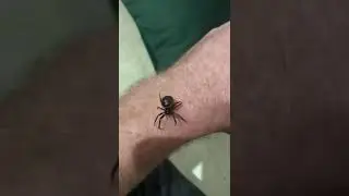 Steatoda Nobilis handling
