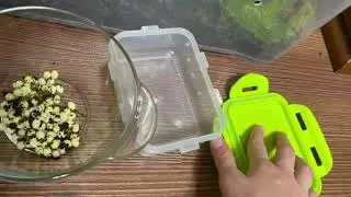 Роды улитки 🐌