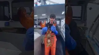 I Became a Lobster Fisherman