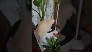 Шотландский вислоухий котёнок