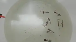 Özel Tür Lepistes Üretimine Baslıyorum/Fil Kulak Lepistes/Takipte Kalın