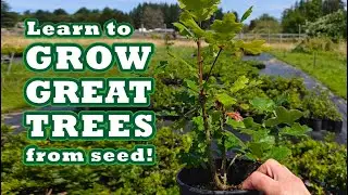 Growing Trees From Seed