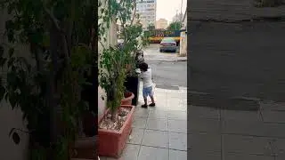 Лемур уже полтора месяца поливает брошенные деревья у закрытого ресторана. #shortvideo #shorts #дети
