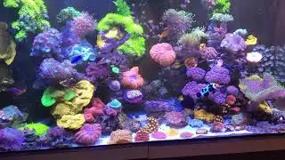 90gl, with refugium, hydras, skimmer & NSW