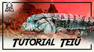 Tutorial: Teiú