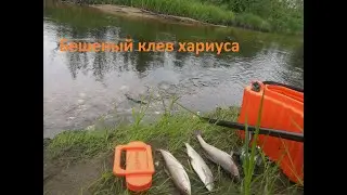 Бешеный клев хариуса.