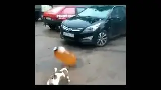 WTF BOOM (Meme)