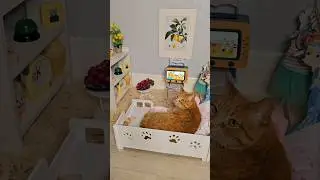 Котики 