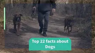 | Top 22 Facts About Dogs |